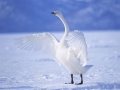 Xogo Cisnes Graciosos en liña