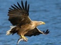 Xogo Deslizamento de Aves Voladoras en liña