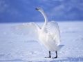 Xogo Cisnes Graciosos en liña