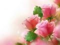Xogo Rosas Rosas en liña