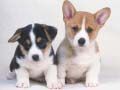Xogo Puzle de cachorros fermosos en liña