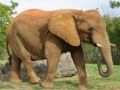 Xogo Rompecabezas de Animais - Elefantes en liña