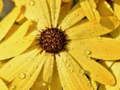 Xogo Rompecabeza Pétalos de Flores e Gotas de Chuvia en liña
