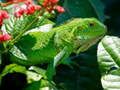 Xogo Iguana Salvaxe en liña
