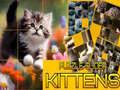Xogo Rompecabezas dos Gatos Deslizantes en liña