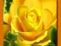 Xogo Rosas Amarelas en liña