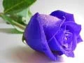 Xogo Rosas Azuis en liña Xogo Rosas Azuis en liña