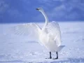 Xogo Cisnes Graciosos en liña Xogo Cisnes Graciosos en liña