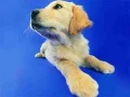 Xogo Rompe-Cabezas de Gatos e Perros Graciosos en liña Xogo Rompe-Cabezas de Gatos e Perros Graciosos en liña