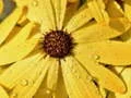 Xogo Rompecabeza Pétalos de Flores e Gotas de Chuvia en liña
