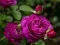 Xogo Rosas moradas en liña