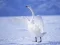 Xogo Cisnes Graciosos en liña