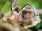 Xogo Rompecabezas de Chimpancé en liña