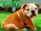 Xogo Puzzle Cachorro Bulldog en liña