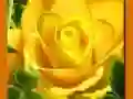 Xogo Rosas Amarelas en liña