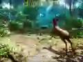 Xogo Cazador 3D en liña