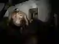 Xogo Asilo Silencioso en liña Xogo Asilo Silencioso en liña
