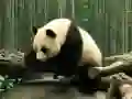Xogo Rompecabezas de Pandas en liña Xogo Rompecabezas de Pandas en liña