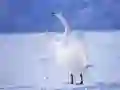 Xogo Cisnes Graciosos en liña Xogo Cisnes Graciosos en liña