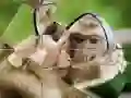 Xogo Rompecabezas de Chimpancé en liña