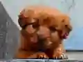 Xogo Rompecabezas Cachorro en liña Xogo Rompecabezas Cachorro en liña