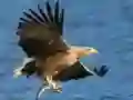 Xogo Deslizamento de Aves Voladoras en liña Xogo Deslizamento de Aves Voladoras en liña