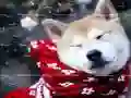Xogo Puzle de Mascotas de Inverno en liña Xogo Puzle de Mascotas de Inverno en liña
