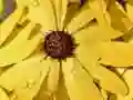Xogo Rompecabeza Pétalos de Flores e Gotas de Chuvia en liña Xogo Rompecabeza Pétalos de Flores e Gotas de Chuvia en liña
