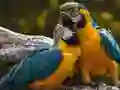 Xogo Rompecabezas de Papagaio en liña Xogo Rompecabezas de Papagaio en liña
