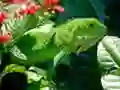 Xogo Iguana Salvaxe en liña Xogo Iguana Salvaxe en liña
