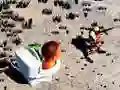 Xogo Tiroto do Toalett Skibidi dende Arriba en liña Xogo Tiroto do Toalett Skibidi dende Arriba en liña