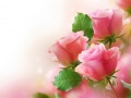 Xogo Rosas Rosas en liña