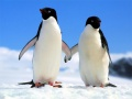 Xogo Rompecabezas Pingüin en liña