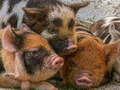 Xogo Piglet Piggy Jigsaw  en liña