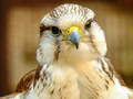 Xogo Rompecabezas do Gyrfalcon en liña