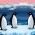 Pingüíns  en liña